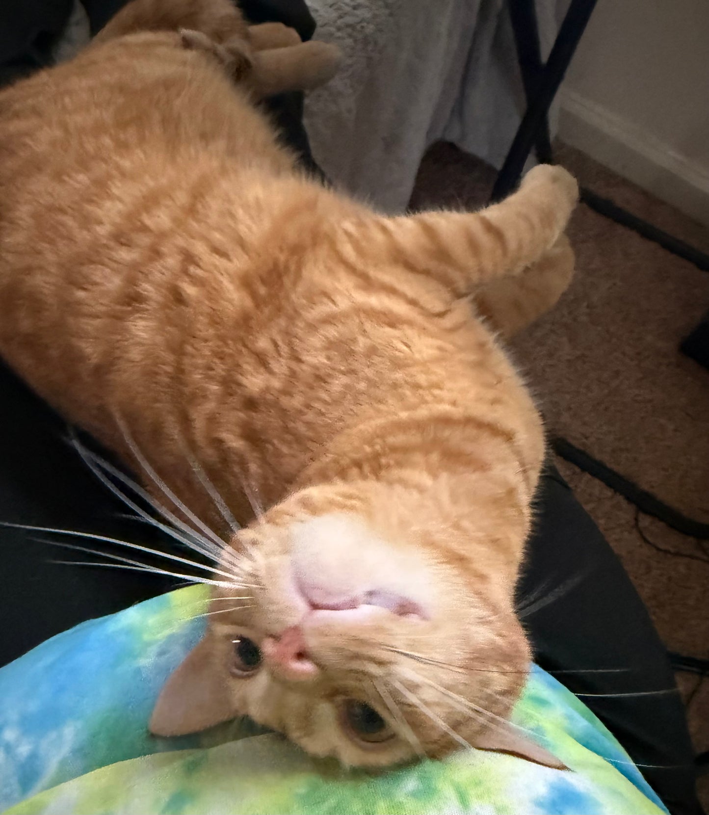 ZenKitty Calming drops for Cats natural stress and anxiety relief